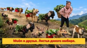 Muôn и друзья из Вьетнама. Листья дикого имбиря.