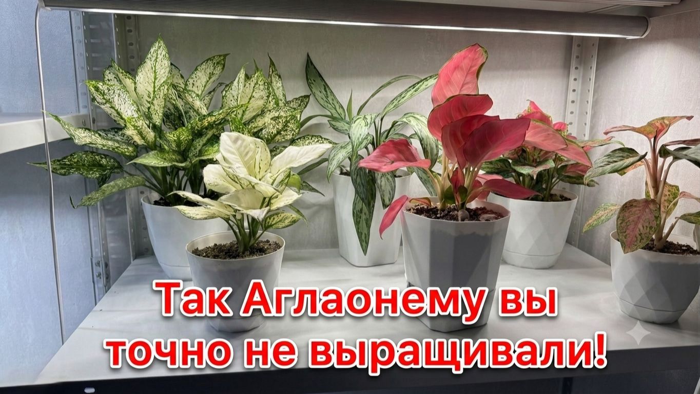 Так Аглаонему Вы точно не выращивали!