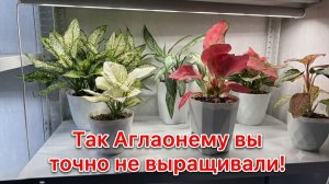 Так Аглаонему Вы точно не выращивали!