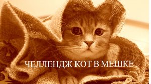 Челлендж Кот в мешке В раскрасках антистресс Июль 2026
