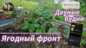 Попаданка на дачу: Ягодный фронт | Дачные будни. Выпуск 02