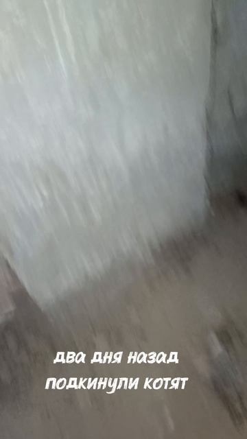 операция по спасению котиков 😊