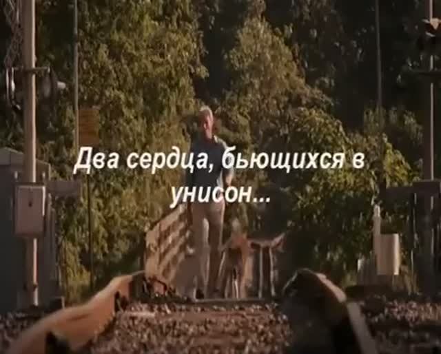 Хатико. История бесконечной преданности смотреть онлайн