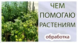Как помочь растениям? Чем поливаю. Обзор томатов.