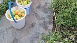 Собираю зелёные томаты. Погода испортилась. Черри радуют.