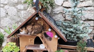Пушистые жители Алупки 🐱🐈