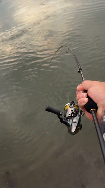 Evergreen Superior SPRS-70L-T At Work 🎣