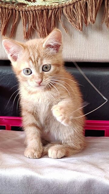 Ой, котенок! #котята