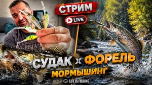 СТРИМ - Карась_судак_форель_ мормышка - секреты и тайные техники и приманки