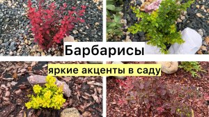 Обзор моих сортов барбарисов, которые можно выращивать в Сибири!