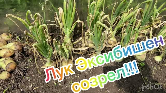 Лук Эксибишен. Сбор урожая)))