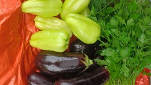 Дачные истории. 26 июля. Первый урожай