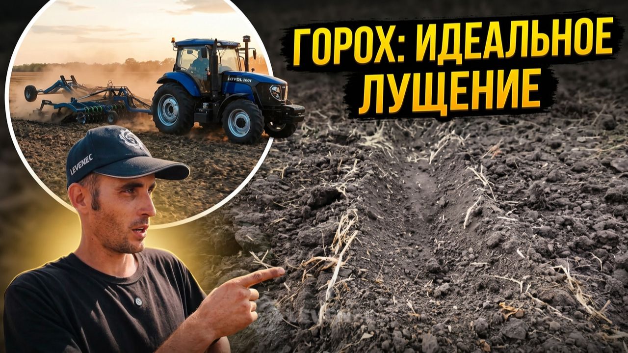 Лущение стерни гороха  LOVOL 2604