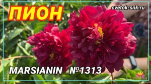 ПИОН «MARSIANIN»/Сад Ворошиловой