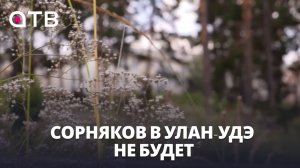 Сорняков в Улан-Удэ не будет