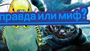 Призывают Чеширского кота