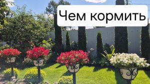 ПЕТУНИИ во второй половине лета. Как и чем полить и подкормить?