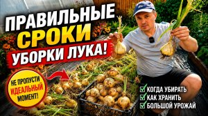 Два основных признака когда пора убирать лук.