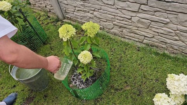 Сытники - Подкормка гортензий,куда пропал смотреть онлайн