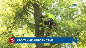 И дерево спилить, и кошечку спасти: будни ивановских арбористов