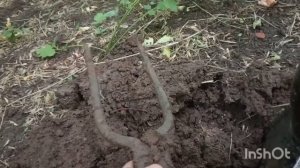 День хозяйственного инвентаря 🪏
