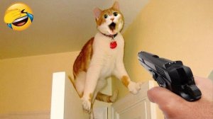 Популярные смешные животные самые смешные собаки и кошки