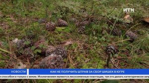 Как не получить штраф за сбор шишек в Югре