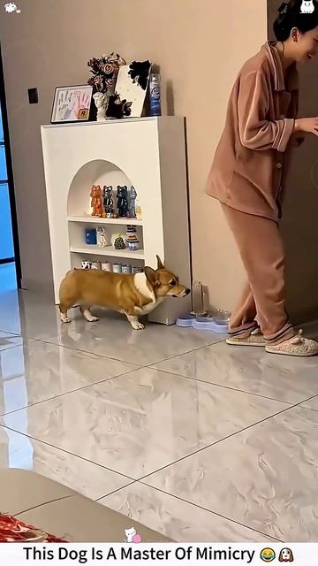 This Dog Is A Master Of Mimicry 😂🐶#dog #funnydog #shorts #fyp #pets смотреть онлайн