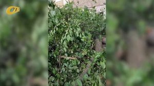ЖИТЕЛЬНИЦА ЖЕЛЕЗНОГОРСКА ПОЖАЛОВАЛАСЬ, ЧТО ВО ДВОРЕ СПИЛИЛИ ЗДОРОВЫЕ ДЕРЕВЬЯ ВМЕСТЕ С АВАРИЙНЫМИ