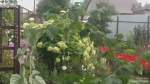 Керрия. Малина.  27.07.26 г.