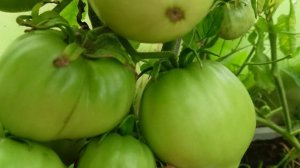 Помидоры, хозяева теплицы. 🍅🍅🍅Баклажаны хорошо себя чувствуют. 🍆🍆🍆.