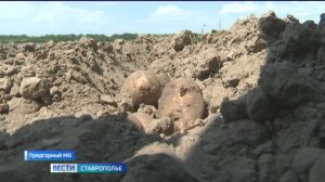 Аграрии Ставрополья рассчитывают на двойной урожай картофеля