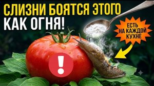 СЛИЗНИ ИСЧЕЗНУТ с участка за 1 ночь! Копеечное средство, которое навсегда спасает урожай!