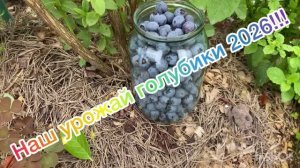 Голубика созрела 26.07.26!