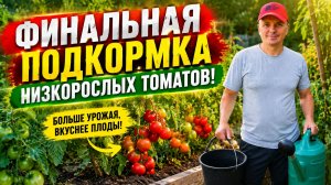 Финальная подкормка низкорослых томатов во второй половине лета на укрупнение плодов.
