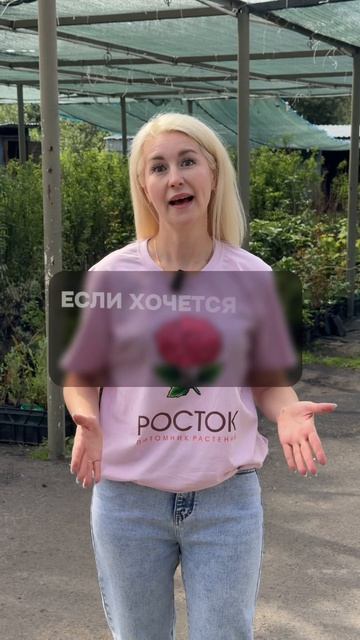Самые необычные сорта роз: Зеленый Чай, Симсалабим, Черная Магия