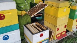 Результаты подсадки молодых маток