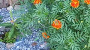 цветник после проливных дождей#красота природы#