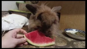 ASMR от Банникулы: арбузный сеанс 🍉🎧