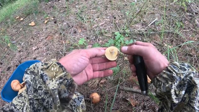 НАКОНЕЦ ТО ПОШЛИ ГРИБОЧКИ