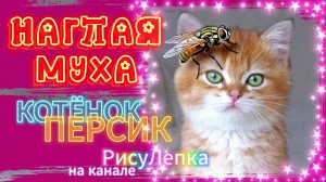КОТЁНОК ПЕРСИК наглая муха