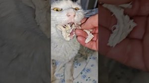 Кошка поела и сама умылась