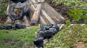 Огород на болоте.Любоваться одной стало неприлично.Переделываю заброшенный участок.Тверская область.