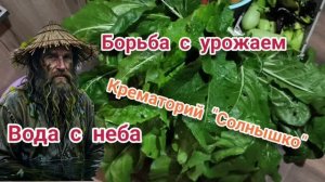 Борьба с урожаем. Жжём. А сверху капает.