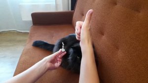 Игрушка для кота своими руками 😻
