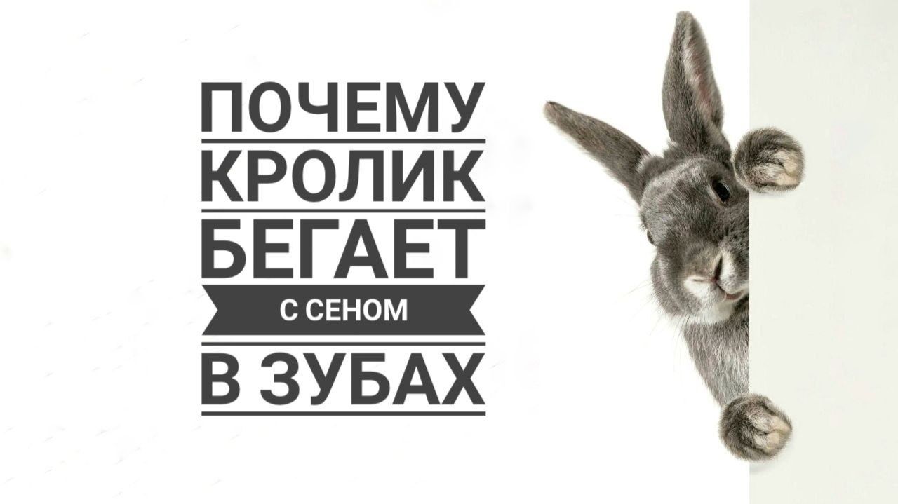 Почему крольчиха бегает с сеном в зубках