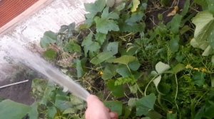 Сбор Урожая помидоров и Огурцов 27.07.2026г и полив огорода.