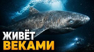 Главная тайна океана: почему акулы не вымерли вместе с динозаврами? Гренландская акула
