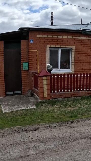 А я думал сова! 🦉🦉🦉 #велопоездка #велосипед #Тюмень