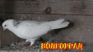 Голуби Ярибекян Бено в Волгограде!
